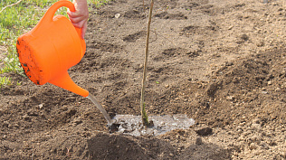 В рамках акции «Сад памяти» на территории будущего сквера в микрорайоне Сибирская Долина высадили молодые деревья