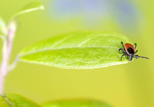 Управление Роспотребнадзора по Алтайскому краю напоминает об основных мерах профилактики клещевого энцефалита