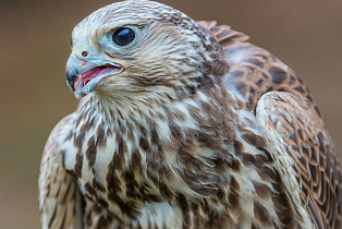 АлтГУ выпустит на волю 9 краснокнижных соколов-балобанов
