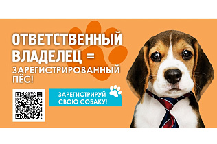 Жители Барнаула зарегистрировали более 9,5 тысяч домашних собак 