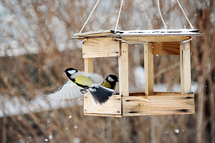 Парк «Центральный» приглашает барнаульцев смастерить кормушки для птиц