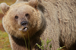 В Барнауле презентуют первый бумажный вариант нового издания «Красной книги Алтайского края»