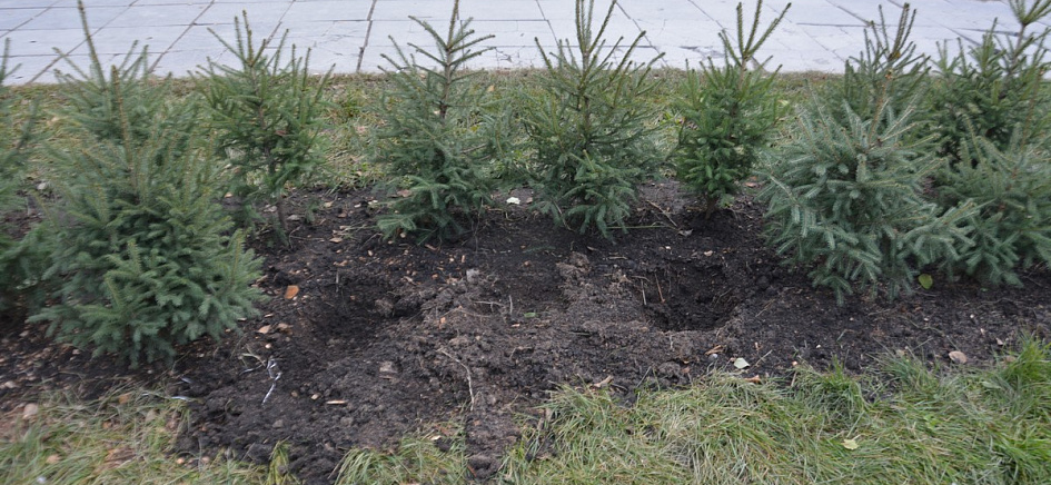 Горожанин, похитивший в октябре саженцы у Мемориала Славы в Барнауле, ожидает приговора