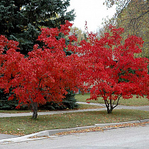 Галина Синогейкина:  «За год-два клены на Мало-Тобольской станут крупными, пушистыми декоративными деревьями»