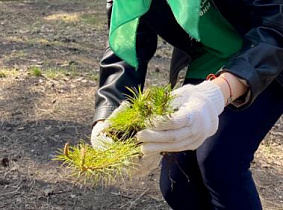 Около 800 саженцев сосны в рамках Всероссийской акции «Сад памяти» высадили волонтеры в Барнауле