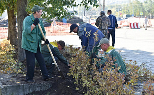 На площади Свободы приступили к высадке кустарников сирени