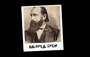Проект к 290-летию Барнаула «Знай свой город». Альфред Эдмунд Брем: «звезда науки» в Барнауле