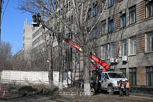 МБУ «Благоустройство и озеленение» города Барнаула ведут работы по омолаживающей и формовочной обрезке