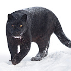 Автор фото: Евгений Доманов loading=