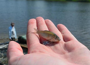 В Барнауле выпустили в Обь более 40 тысяч мальков сазана